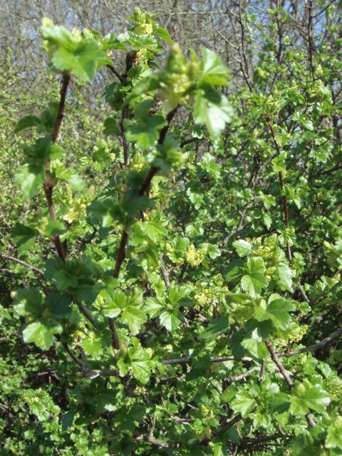 Ribes luriddum feuille P2D